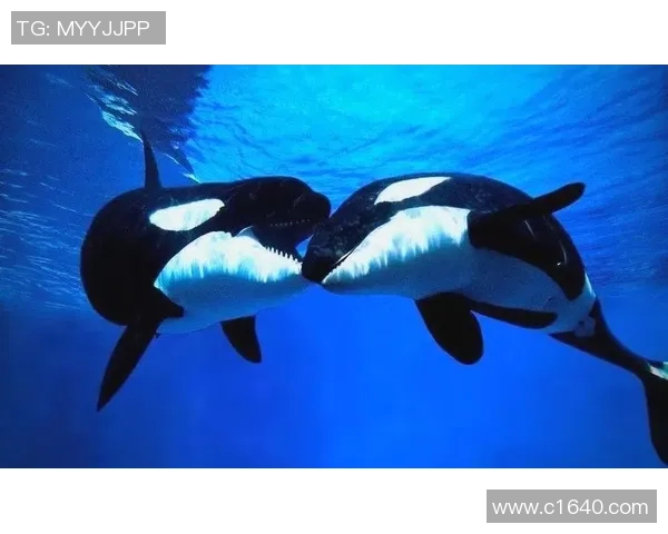 福建蓝鲸迎战四川蓝鲸全力争胜展现球队实力与拼搏精神